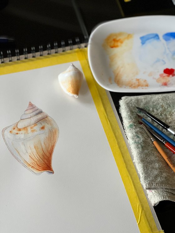 Shell. Original watercolour artwork.