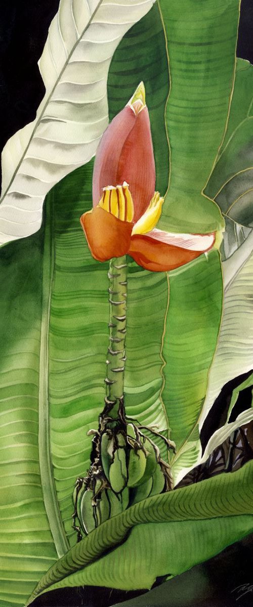 Banana blossom by Alfred  Ng