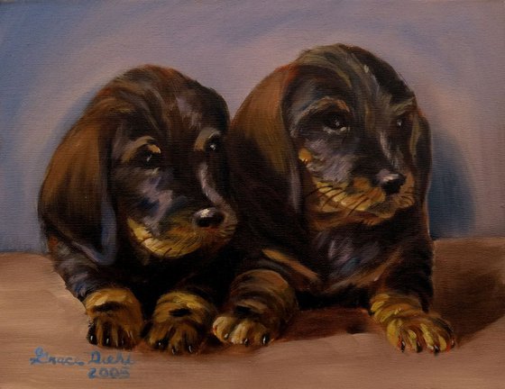 Dachshund Pups