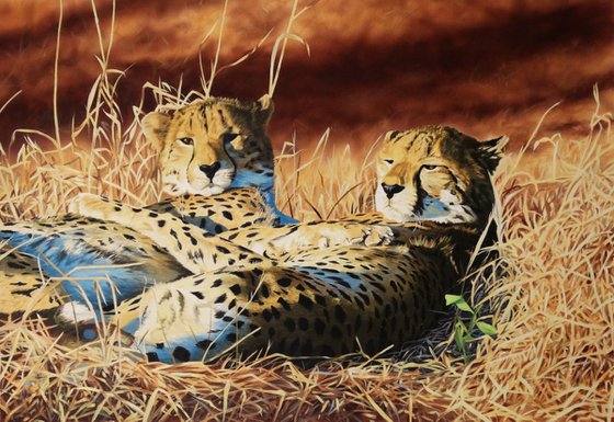 Brotherly love,Cheetahs