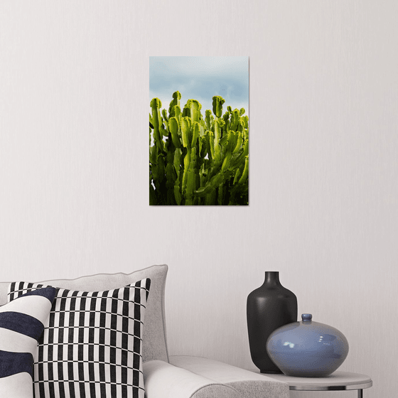 Blooming Cactus