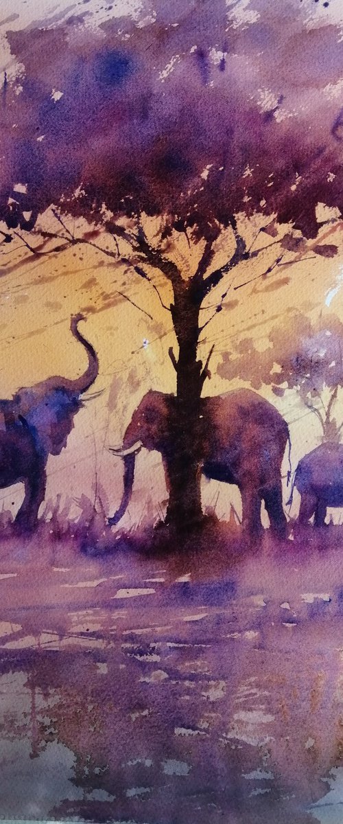 elephant 26 by Giorgio Gosti