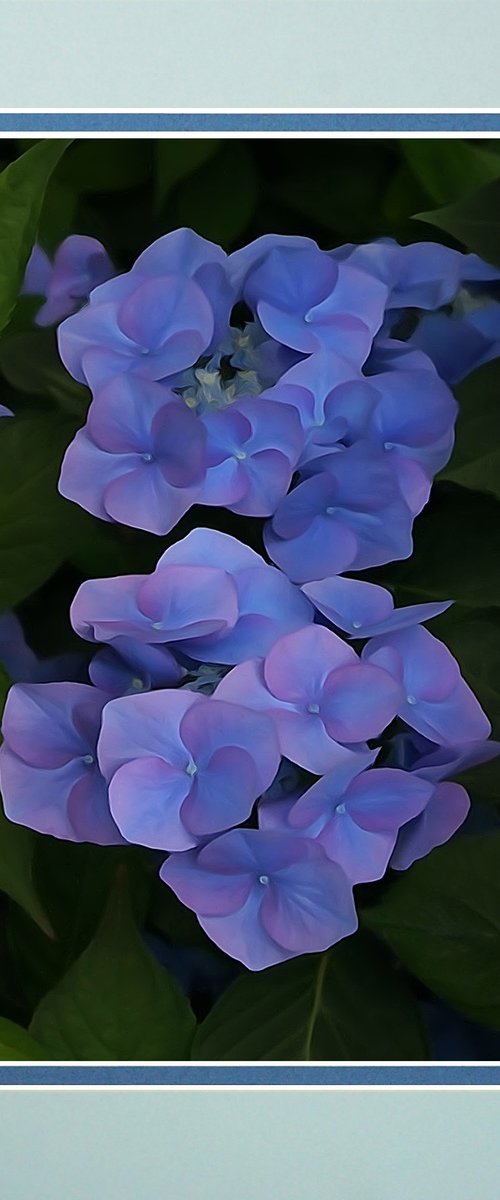 Blue Hydrangea by Robin Clarke