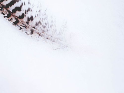 feather in the snow by Emily Hughes