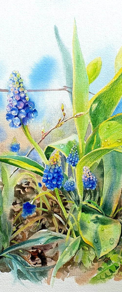 Spring Awakening Blue Muscari in Watercolor by SoNata Art