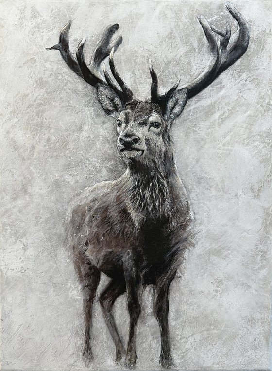 Stag at Winter