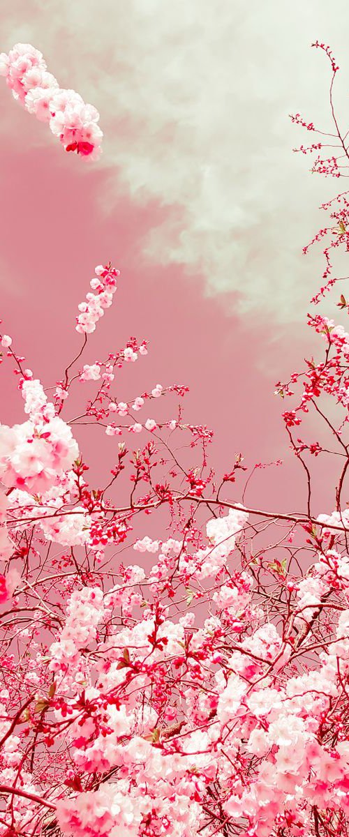 The colors of spring I by Viet Ha Tran