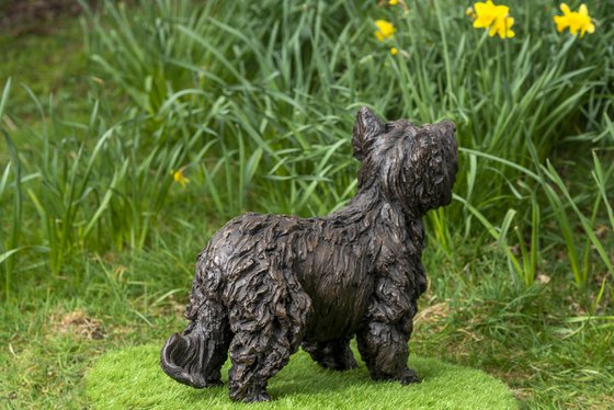 Yorkshire Terrier (BR)