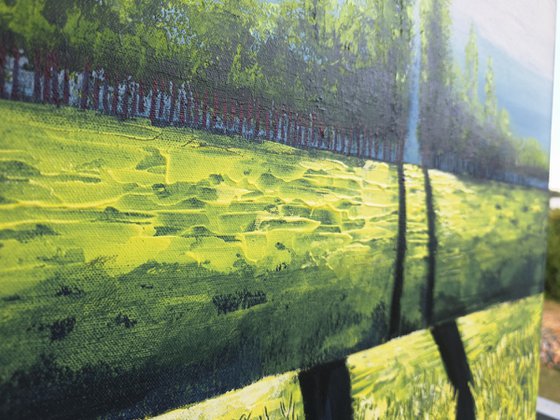 Canola Fields