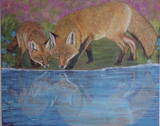 Red Fox with her Pup at the lake and water reflection