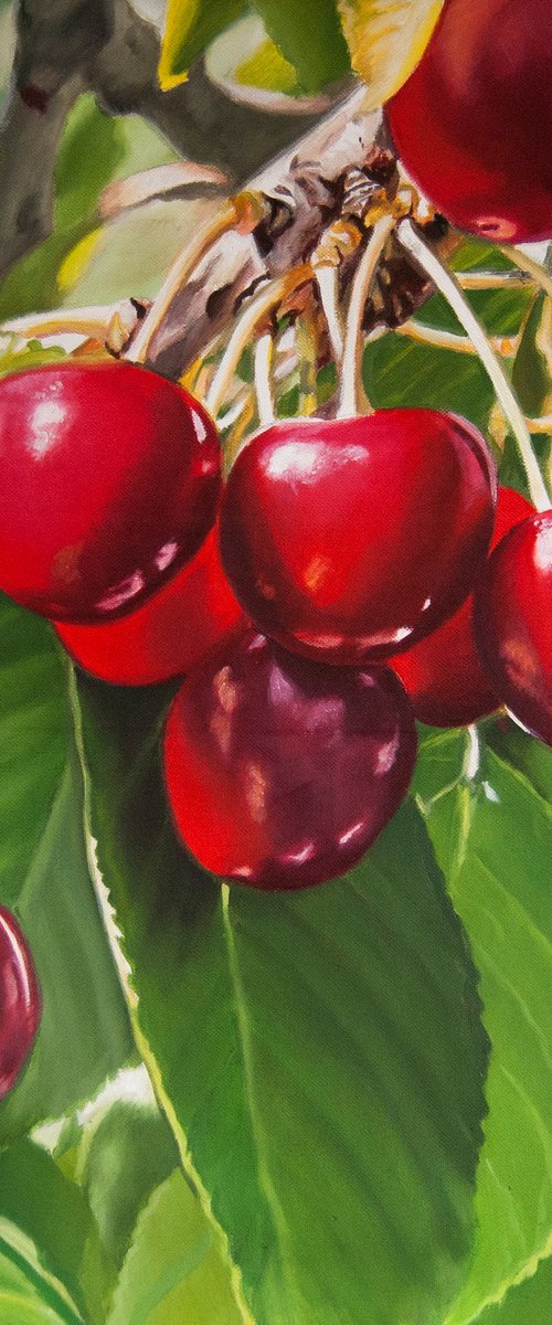 Cherries by Simona Tsvetkova