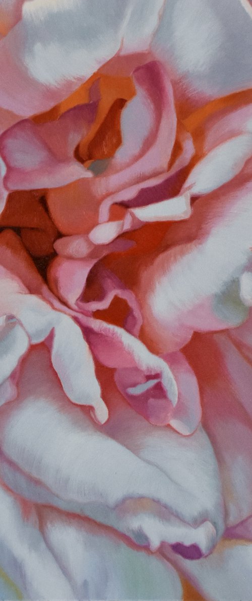Morning Rose by Chloe Hedden
