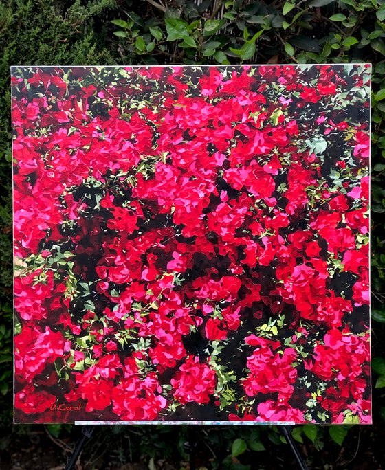 Bougainvillea de Gran Canaria