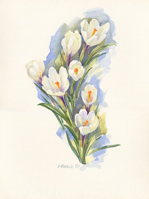 White crocuses / ORIGINAL watercolor 11x15in (28x38cm) by Olha Malko