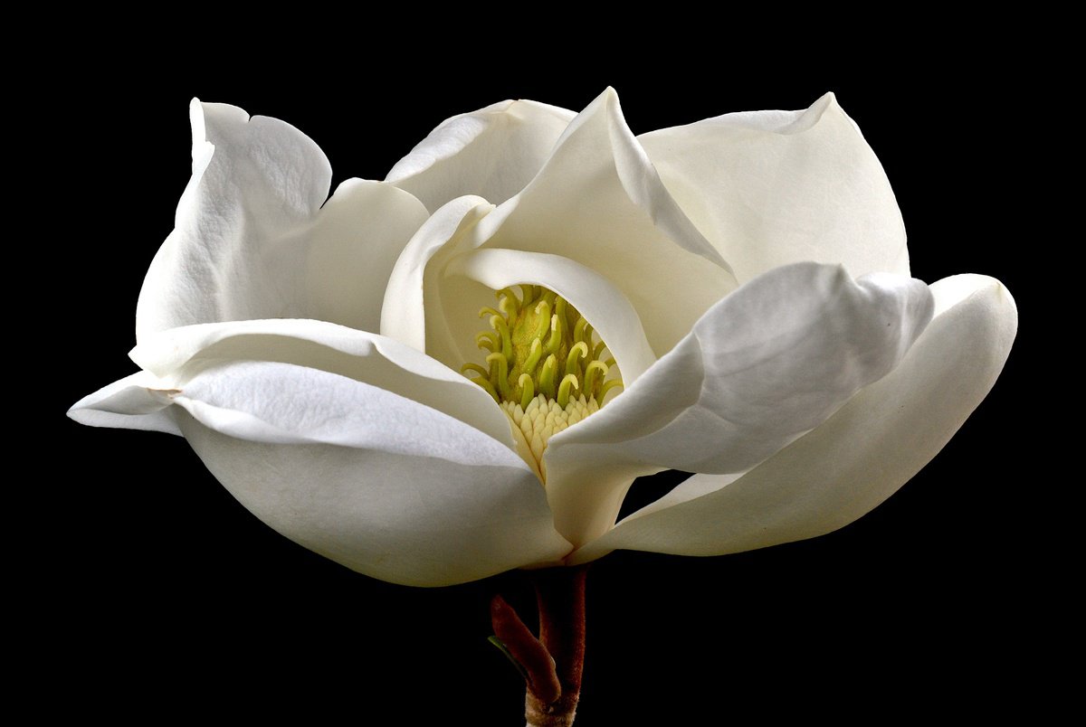 Photorealistic Botanical Photograph By Nadia Culph, 35 X 24", Magnolia, Original Artwork