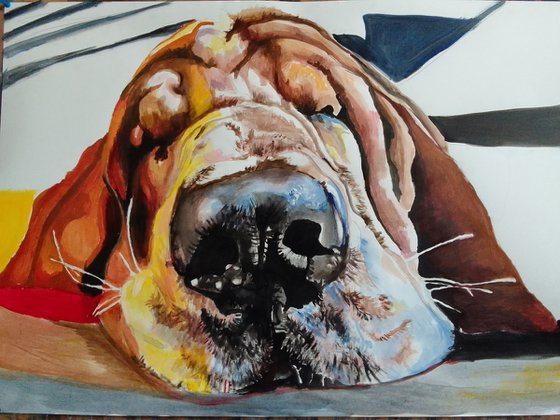 Bassethound