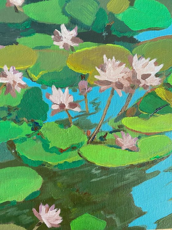 Lotus flowers