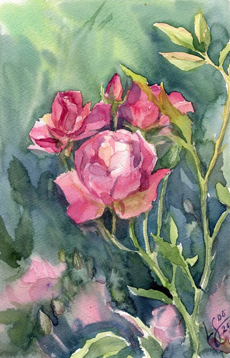 Pink roses on a bush by SVITLANA LAGUTINA