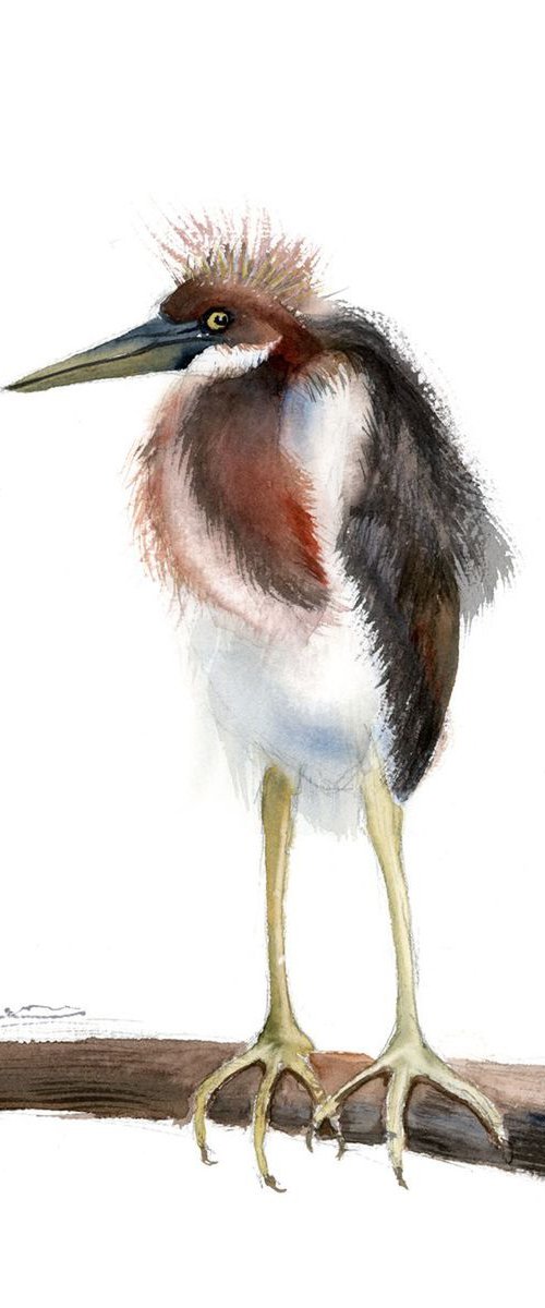 Tricolored Heron by Olga Tchefranov (Shefranov)