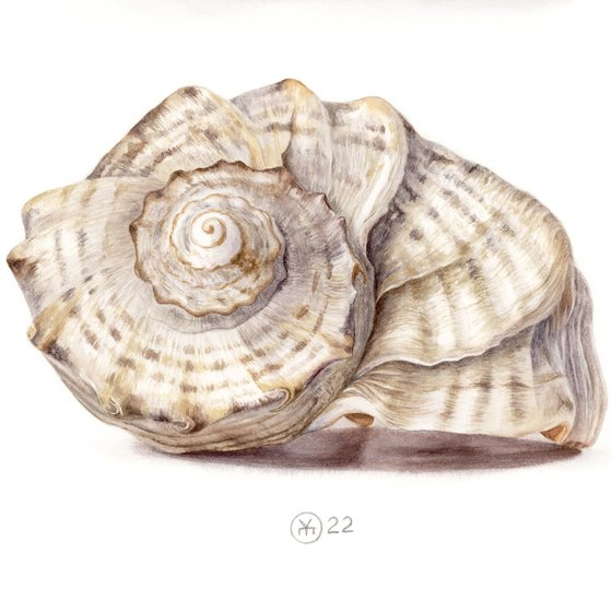 Conch Shell