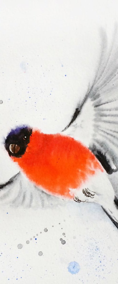 Bullfinch #1 - watercolour - w by Olga Beliaeva Watercolour