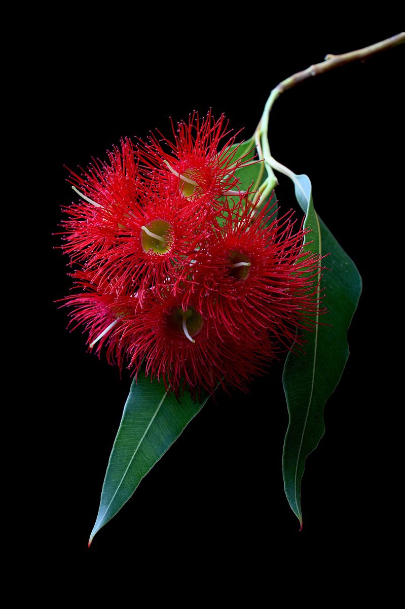 Botanical Photograph By Nadia Culph, 24 X 35", Red Corymbia Blossoms, Original Artwork