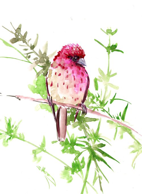 Rosefinch by Suren Nersisyan