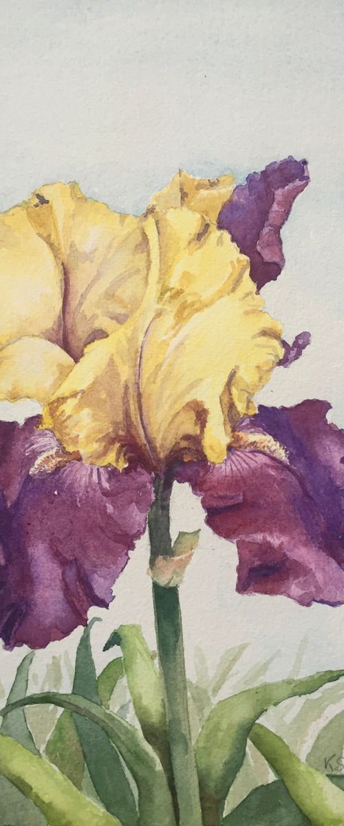 Yellow and purple iris by Krystyna Szczepanowski