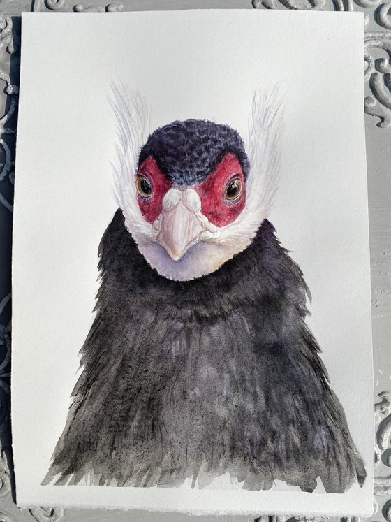 Eared Pheasants: A Portrait Diptych