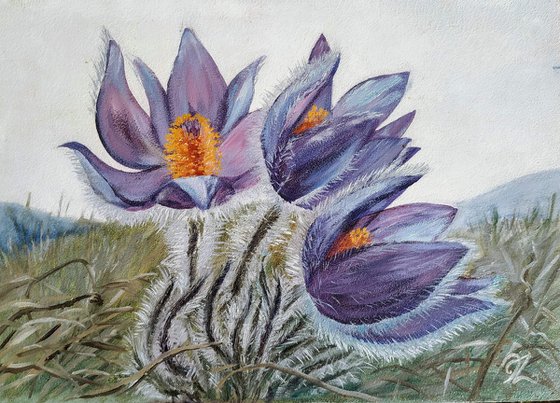 Prairie crocus