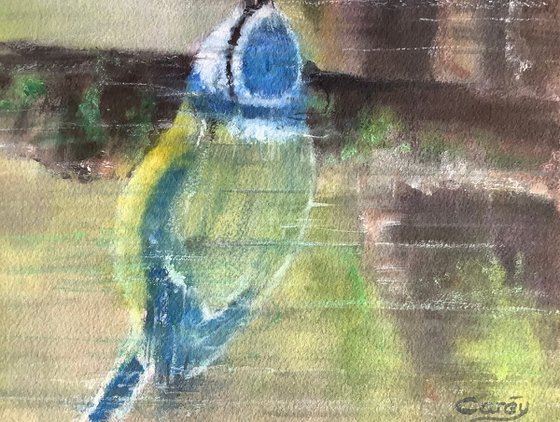 Blue tit