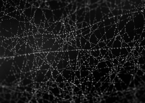 Spider's Web II [Framed; also available unframed]
