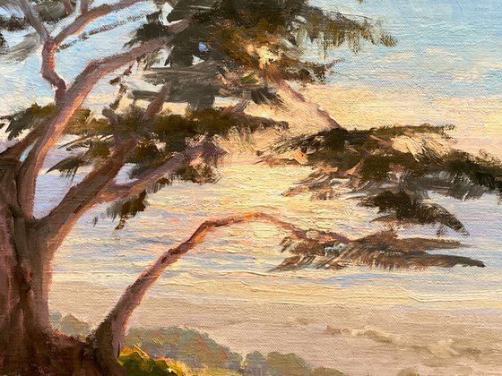 Backlit Monterey Cypress