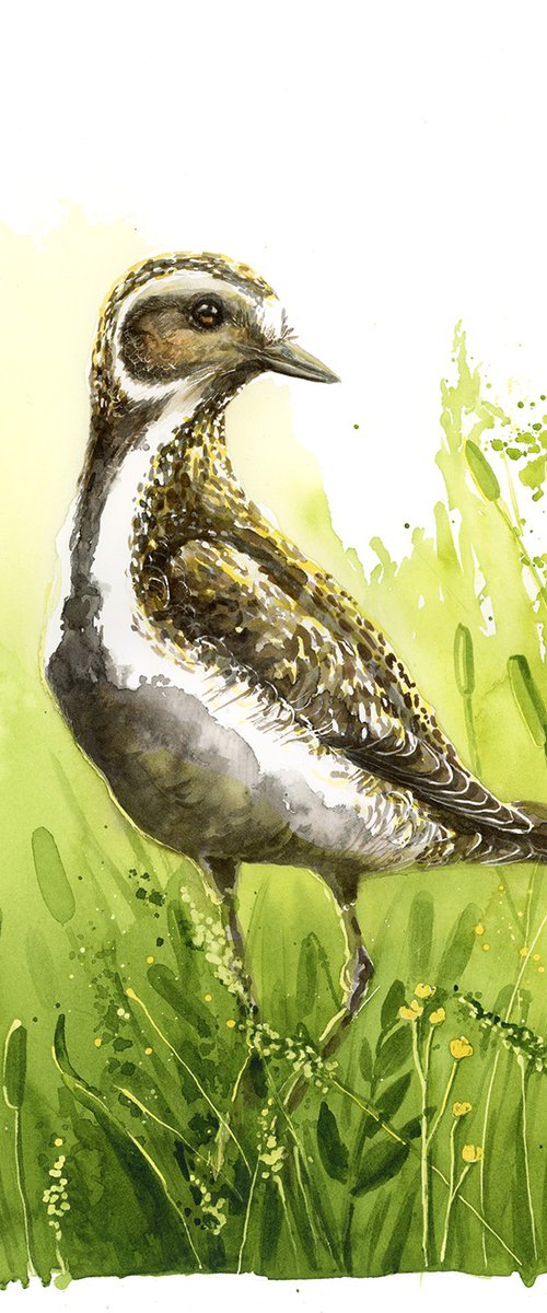 Golden plover by Karolina Kijak