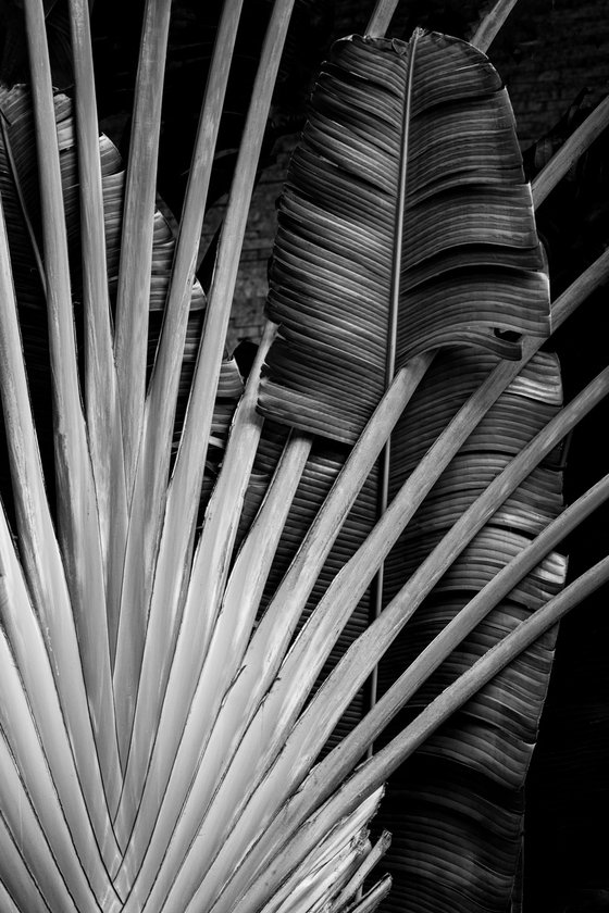 Radiant Frond