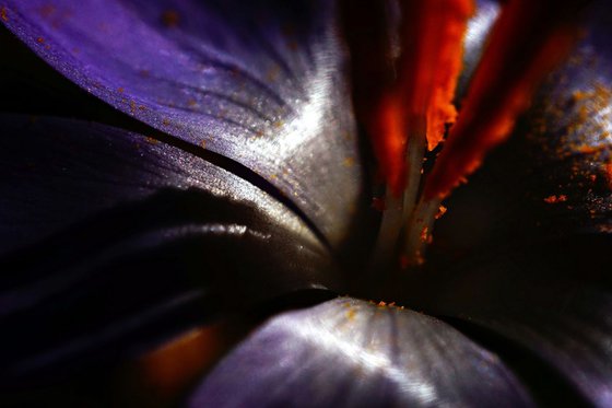 Macro Nature Photography Purple Pop-color Flower