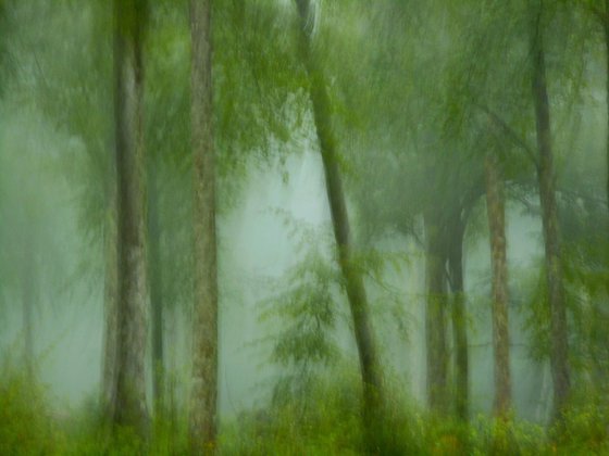 Arbres dans la brume....