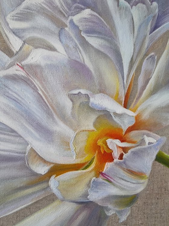 White tulip