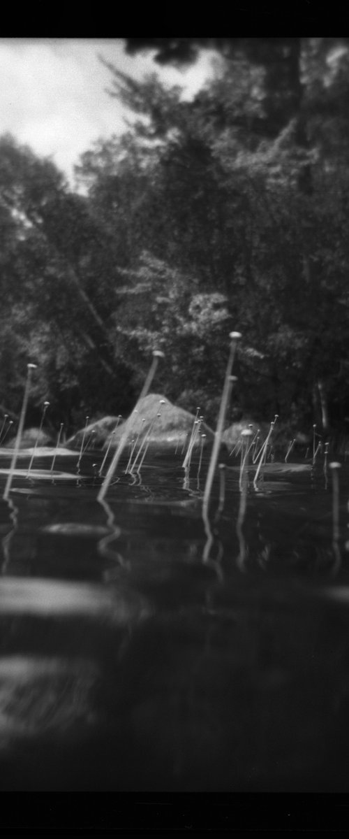 Adirondack Reeds by Shelton Walsmith