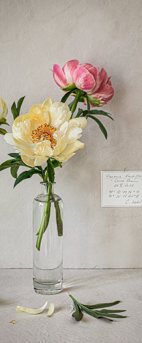 'Choral Charm' Peony by Cornelia Weber