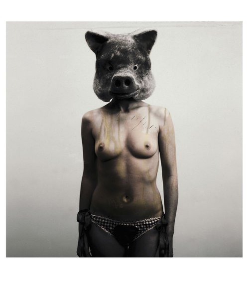Pig by Martin Thompson