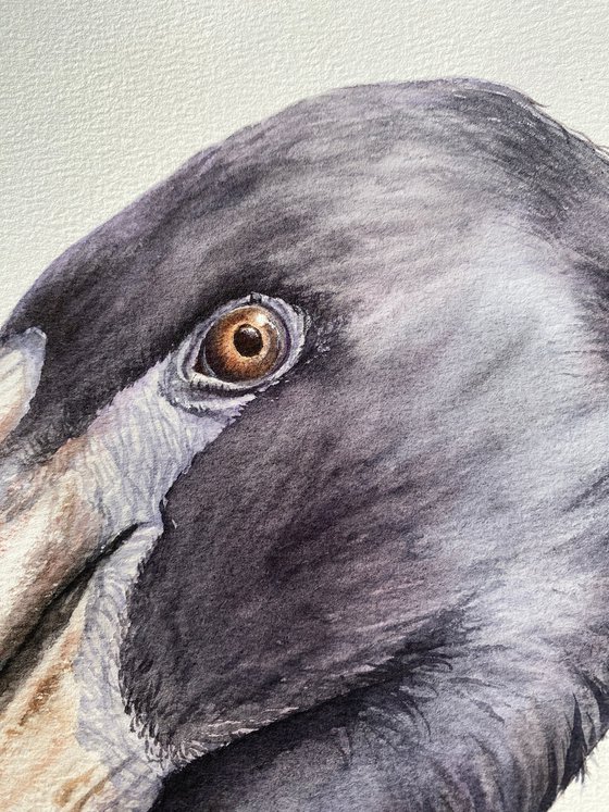 African Openbill Stork