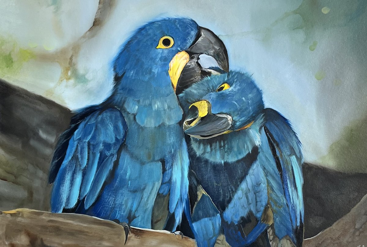 Photorealistic Oil Painting , Blue Parrots By Myroslava Denysyuk, 17 X 12, Artwork For Sale On Artfinder
