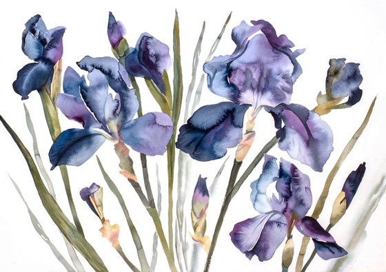 Irises