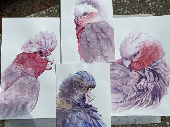 Portrait of Pink Galah Cockatoo in Sunlight