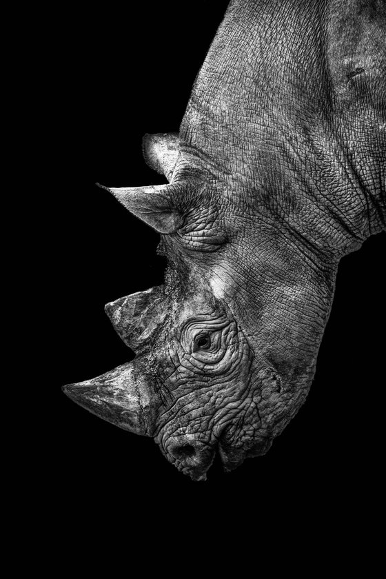 Rhino study