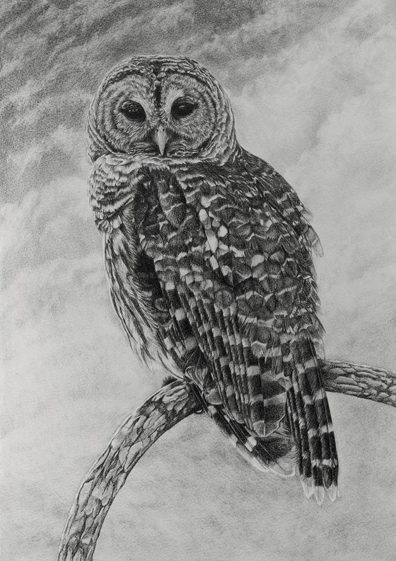 Original graphite pencils drawing bird "Barred owl"