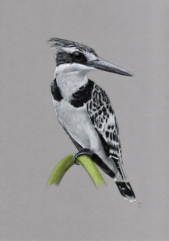 Pied kingfisher