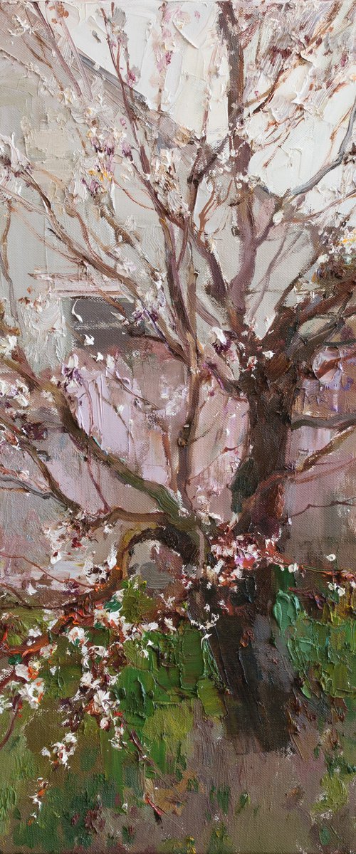 Apricot Tree Near the House Original oil painting by Anastasiia Valiulina