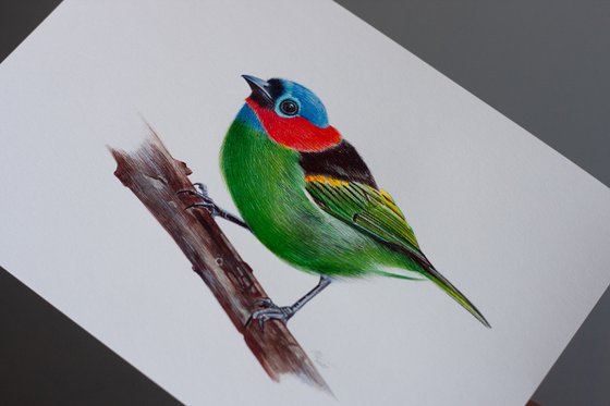 Birds Collection VII